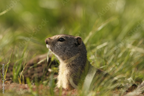 Uinta ground squirrel (Urocitellus armatus), Grand Teton National Park, Wyoming © Stefan Ekernas