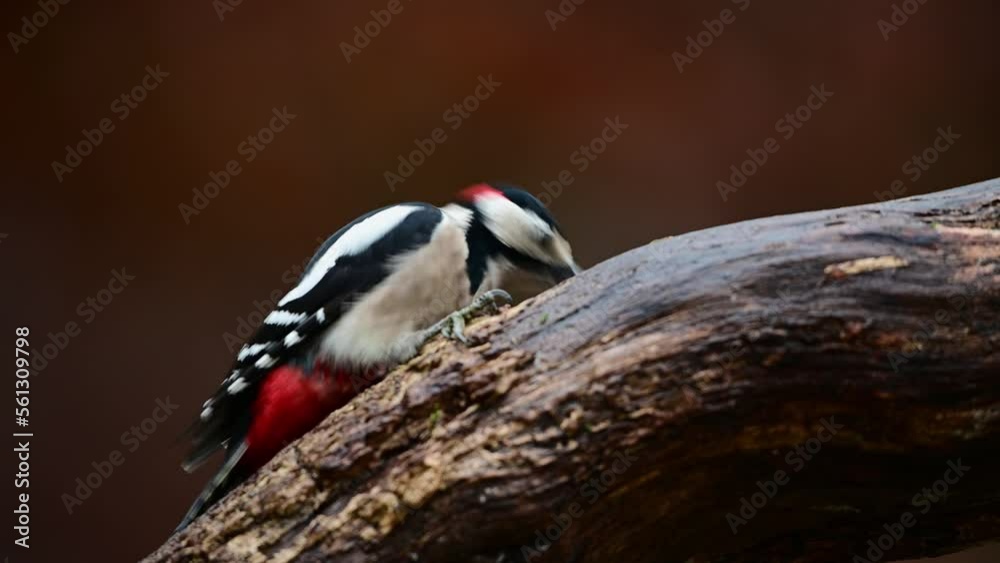 Great spotted woodpecker male sitting on a dead branch and pecking on a hazelnut at a woodpecker forge, december, north rhine westphalia, (dendrocopos major), germany Great spotted woodpecker male sitting on a dead branch and pecking on a hazelnut at a woodpecker forge, december, north rhine westphalia, (dendrocopos major), germany