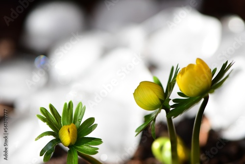 Jeden z najwcześniejszych kwiatów wiosny, rannik zimowy (Eranthis hyemalis). Rozwijające się do słońca pąki, w tle topniejący śnieg. Płytka głębia ostrości