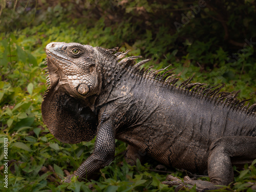 iguana in the zoo © Santi_photographer