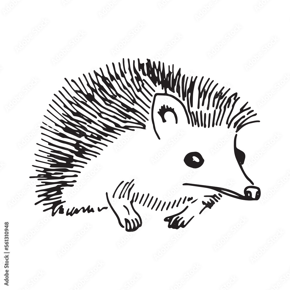 Set of hedgehogs on white background. Vector hand-drawn doodle illustration. Set of hedgehogs on white background. Vector hand-drawn doodle illustration.
