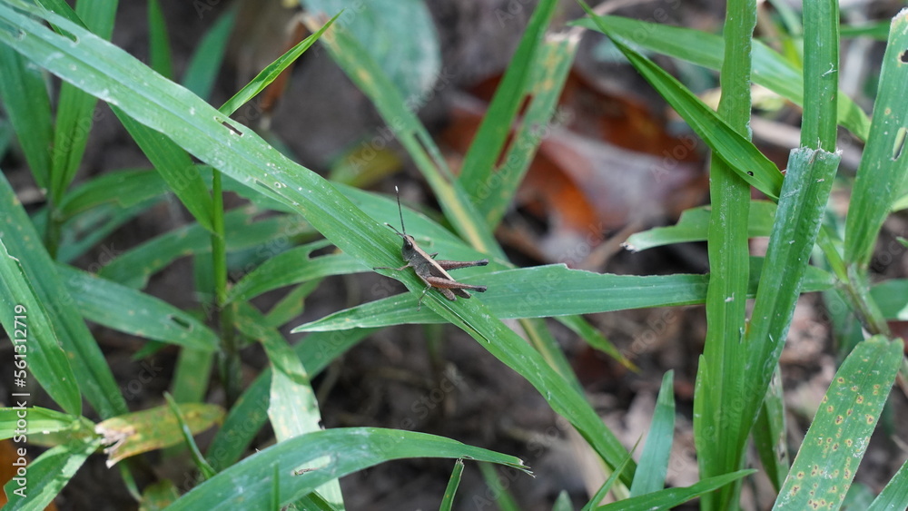 grasshopper|Caelifera|蚱蜢