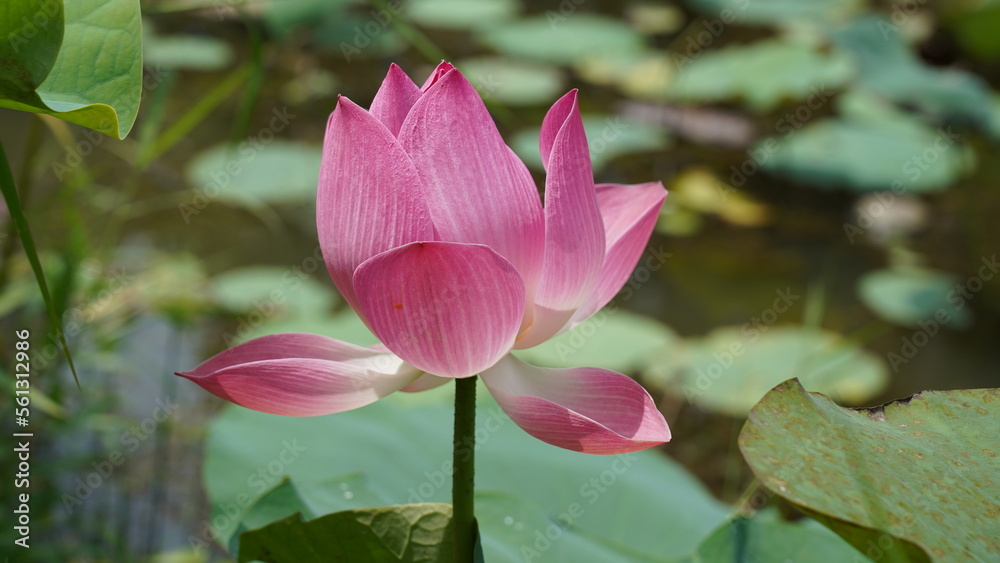 Lotus Flower | Nelumbo nucifera | lotus blossom at green lake Lotus Flower | Nelumbo nucifera | lotus blossom at green lake