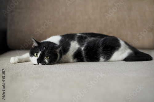 A black and white cat with green eyes lying on his back on a sofa and staring at the camera