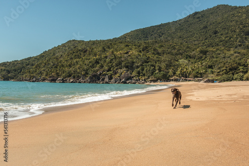 Cachorro correndo feliz na praia.