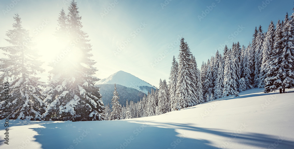 Amazing athmospheric Landscape. winter mountain scenery sunny day. Snowcovered trees under sunlight. Sunlight sparkling in the snow. Winter nature background. Christmas holiday concept. Ukraine