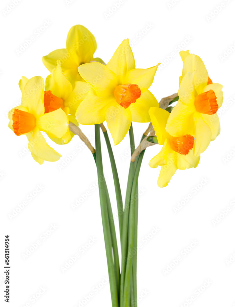 The spring cute yellow daffodils The spring cute yellow daffodils