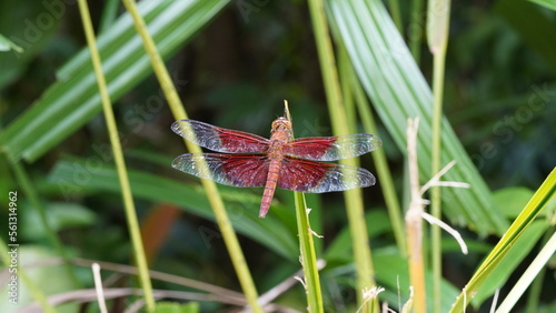 Red Grasshawk|Common ParasolDragonfly|Neurothemis fluctuans|紅脈蝶蜻蛉 photo