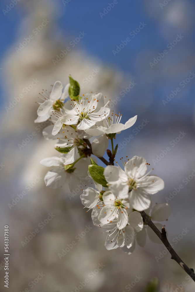 Blooming trees and shrubs in spring, white flowers on twigs in the orchard and garden. Blooming trees and shrubs in spring, white flowers on twigs in the orchard and garden.