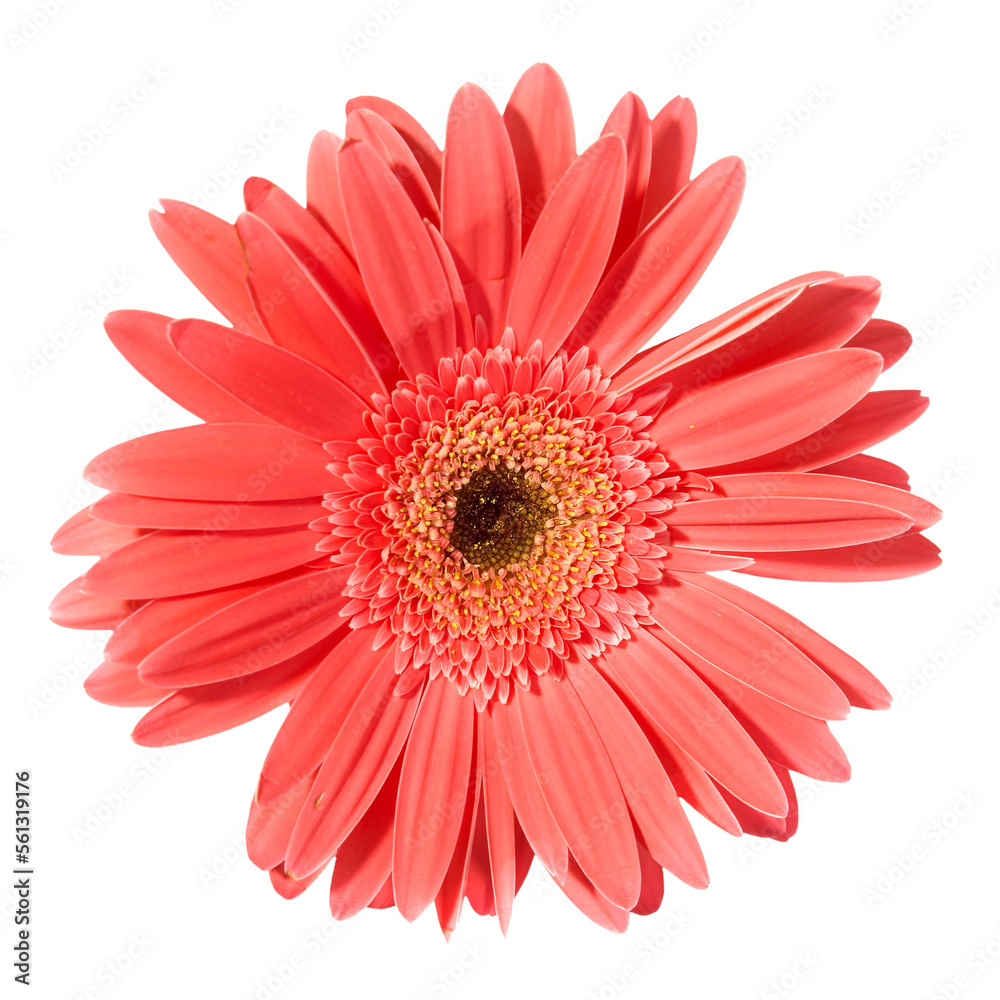 Red flower gerbera in PNG isolated on transparent background