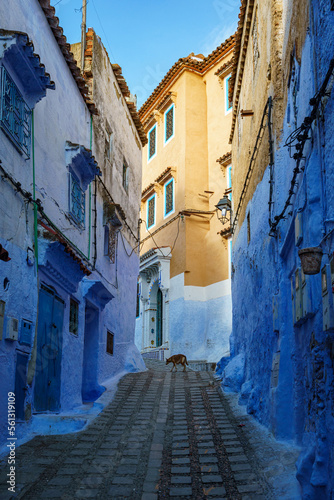 Morocco. Chefchaouen. A dog walking in a blue street of the medina © BTWImages