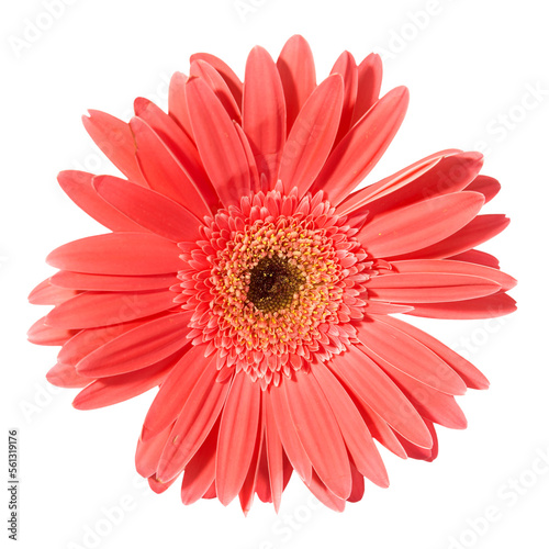 Red flower gerbera in PNG isolated on transparent background