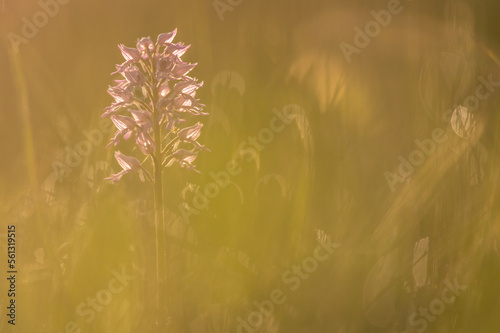 sunset, the military orchid (Orchis militaris) close-up photo of a blooming orchid in a close-up of a purple-colored flower on a green meadow white carpatian czech republic