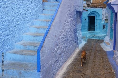 Morocco. Chefchaouen. A dog walking in a blue street of the medina © BTWImages