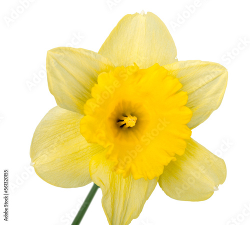 Принти на полотні The spring cute yellow daffodils