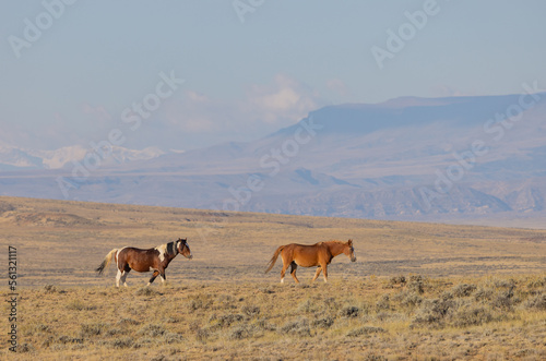 Wild Horses in the Wyoming Desert in Autumn