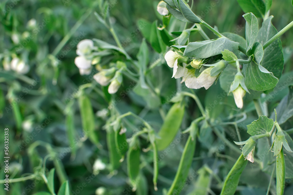 close-up of blooming garden pea in the vegetable garden
close-up of blooming garden pea in the vegetable garden