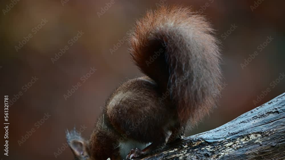 Red squirrel sitting on a dead wood branch eating sunflower seeds, european red squirrel, december, north rhine westphalia, (sciurus vulgaris), germany Red squirrel sitting on a dead wood branch eating sunflower seeds, european red squirrel, december, north rhine westphalia, (sciurus vulgaris), germany