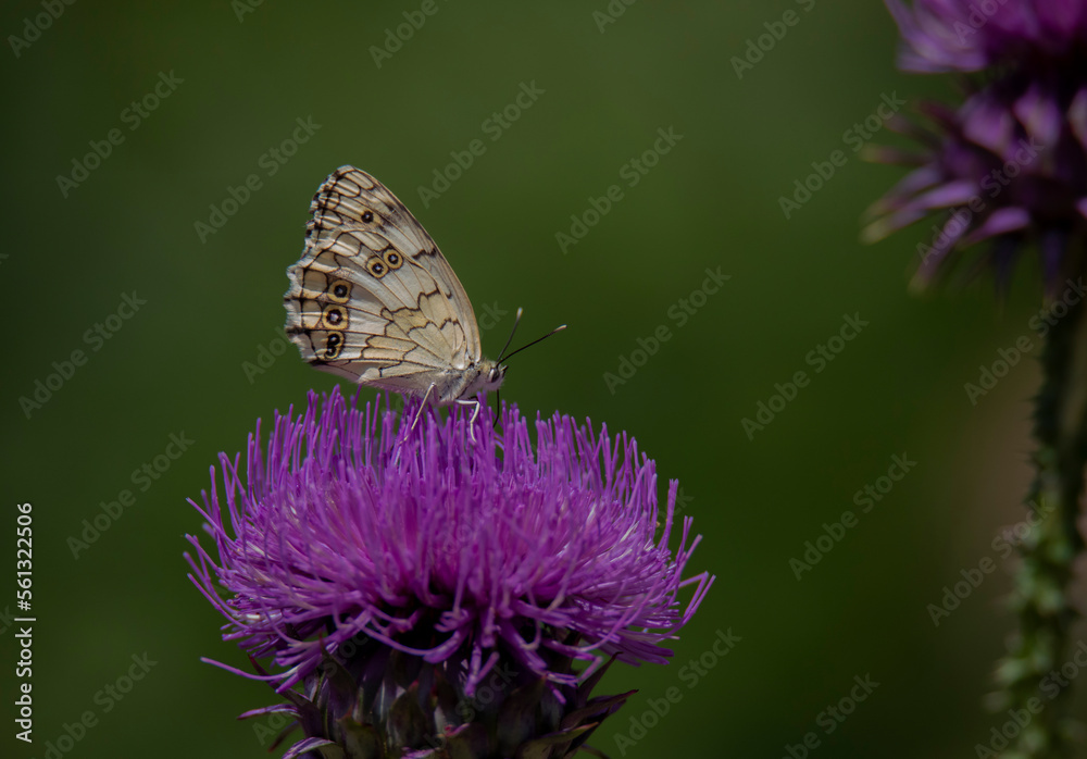 butterfly on a flower butterfly on a flower