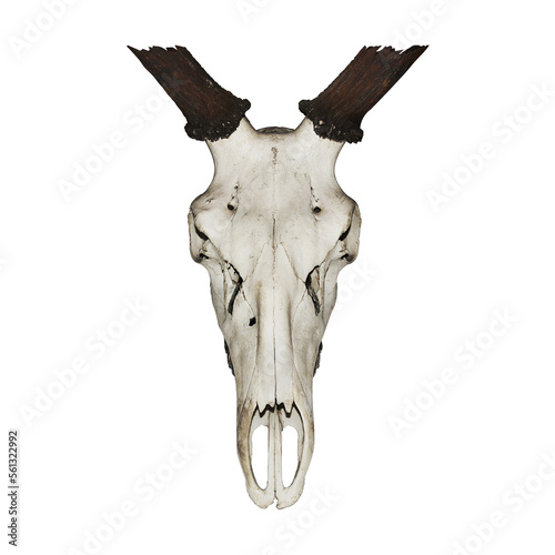 Skull of an ancient dead Deer with broken antlers