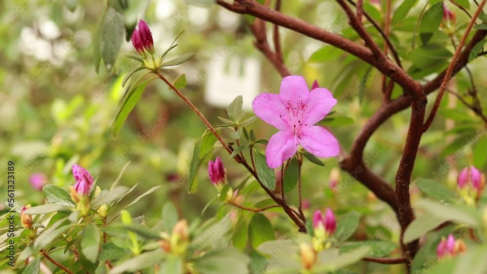 Rhododendron indicum. A beautiful pink flower among greenery. Evergreen flowering shrub. Nature Rhododendron indicum. A beautiful pink flower among greenery. Evergreen flowering shrub. Nature