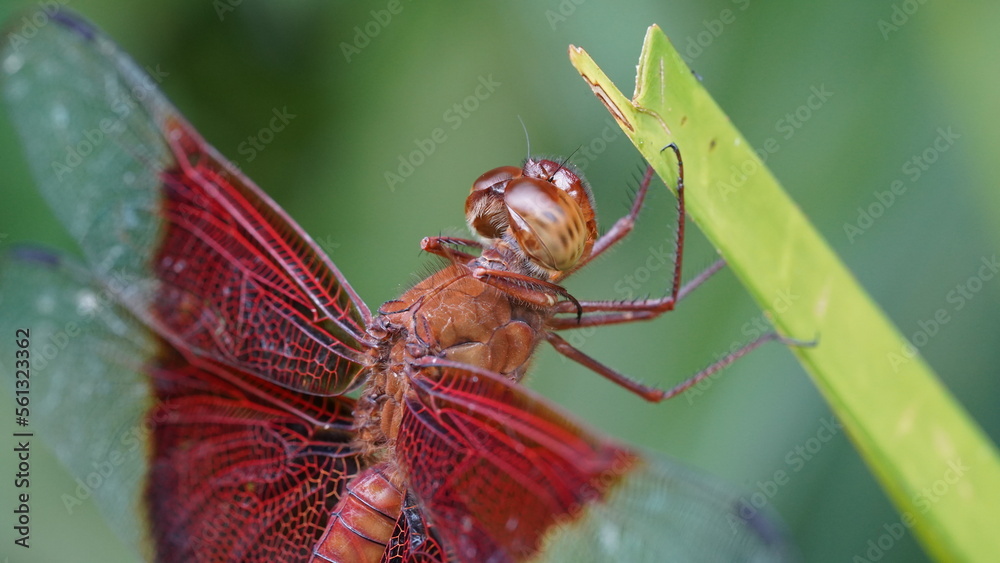 Naklejka premium Red Grasshawk|Common ParasolDragonfly|Neurothemis fluctuans|紅脈蝶蜻蛉