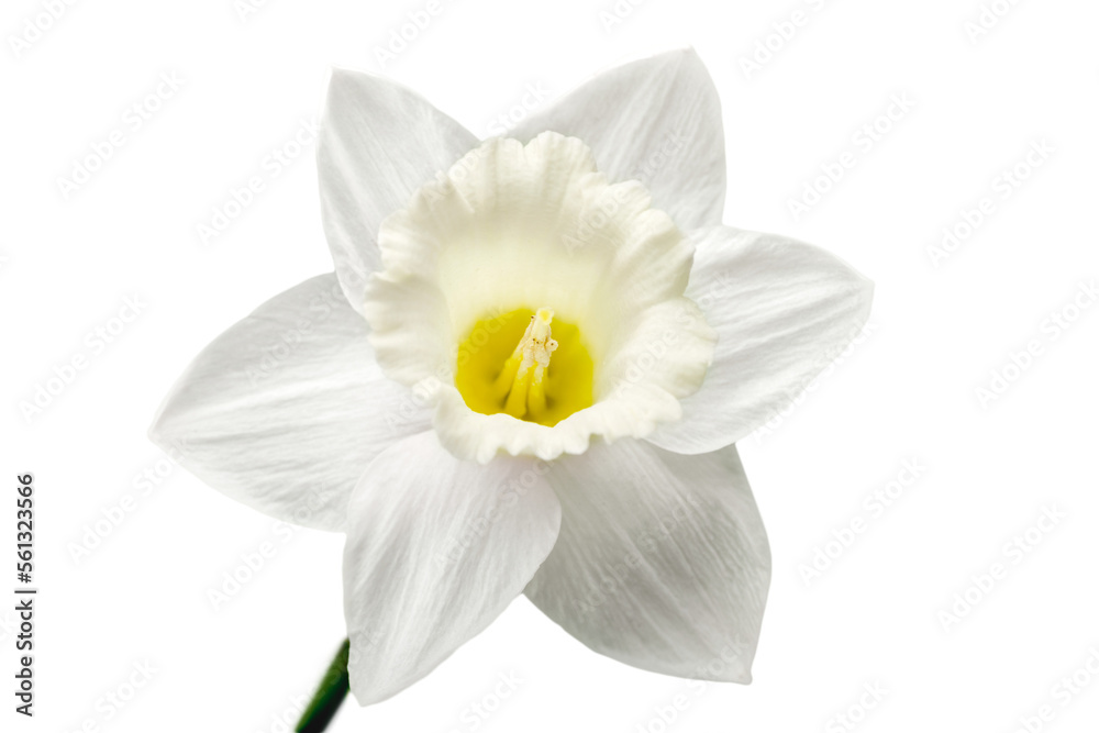 Obraz premium The spring cute white daffodils