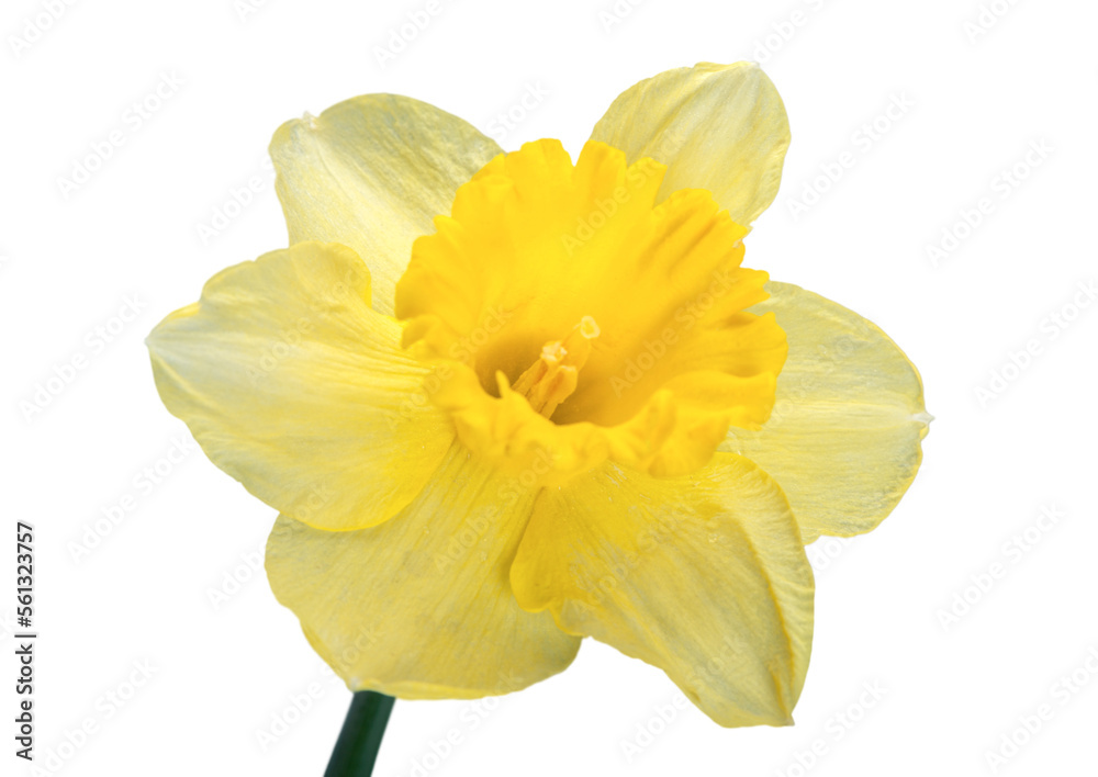 Fototapeta premium The spring cute yellow daffodils