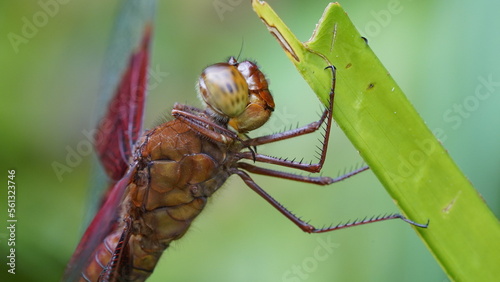 Red Grasshawk|Common Parasol Dragonfly|Neurothemis fluctuans|