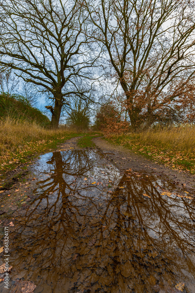 Trees are reflected in a puddle