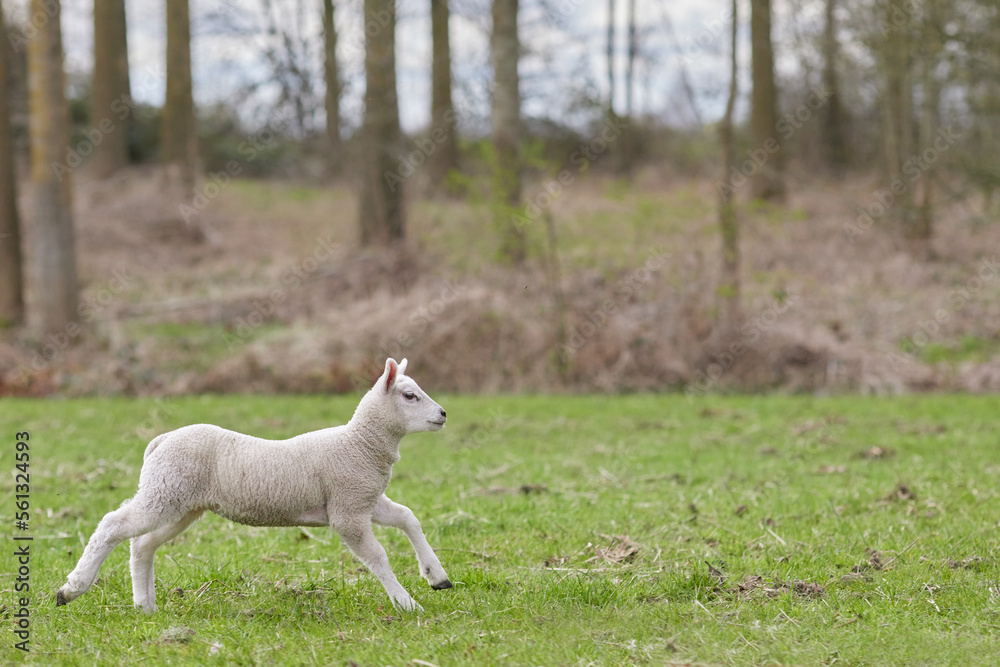 Young white lamb playfully jumps in the meadow Young white lamb playfully jumps in the meadow