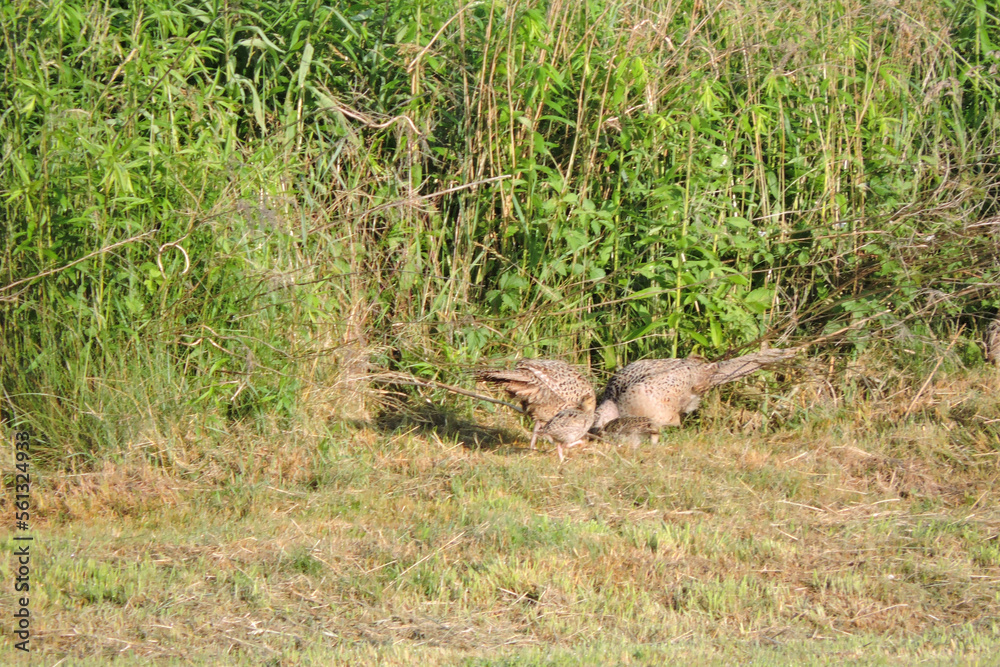 Brown female pheasants and some chicks eating worms in the meadow in the sunlight Brown female pheasants and some chicks eating worms in the meadow in the sunlight