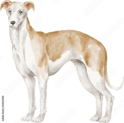 Whippet dog watercolour illustration photo