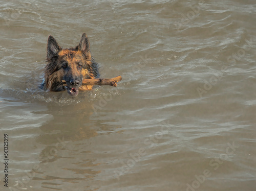 Un chien berger allemand nage dans l'eau avec un bâton