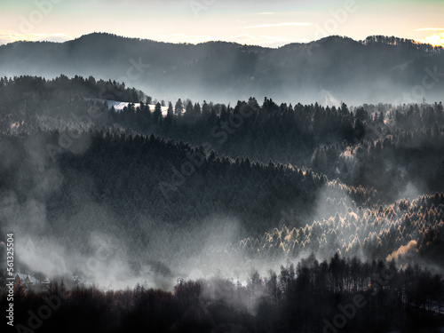 Obraz na płótnie Foggy coniferous forest in the misty mountains, mystical hazy landscape, Bieszczady, Poland w salonie