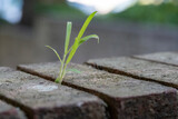 Grass growing in a brick wall