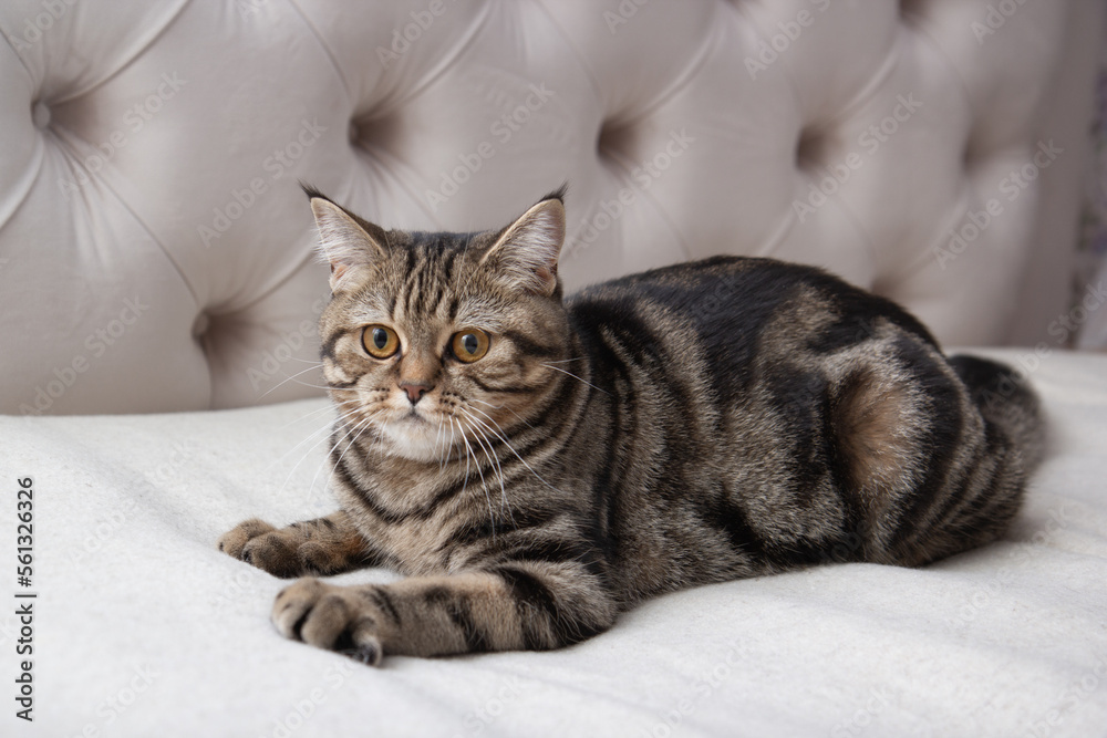 portrait of a tabby cat on the bed portrait of a tabby cat on the bed