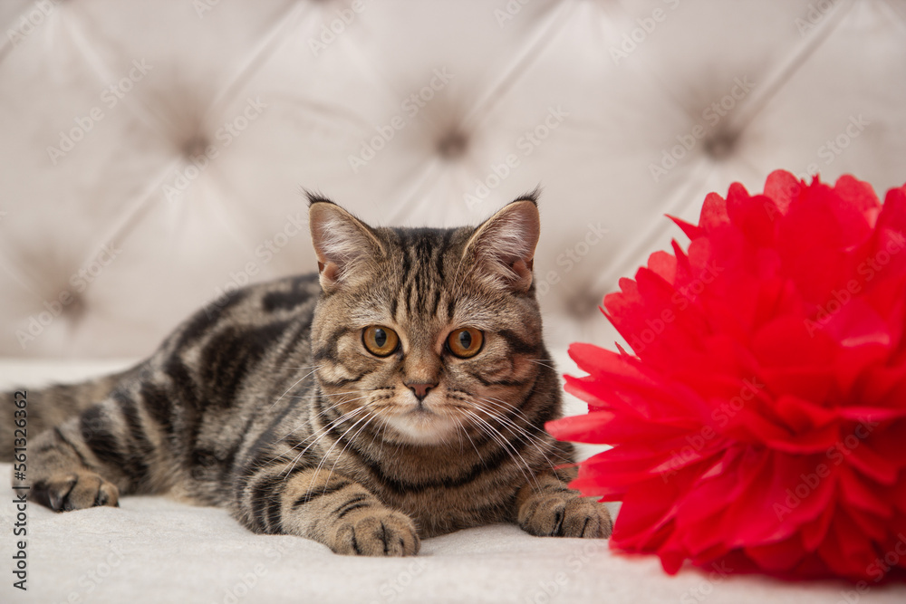 cat on a red background