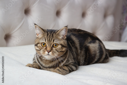 portrait of a tabby cat on the bed © Анастасия Жукова
