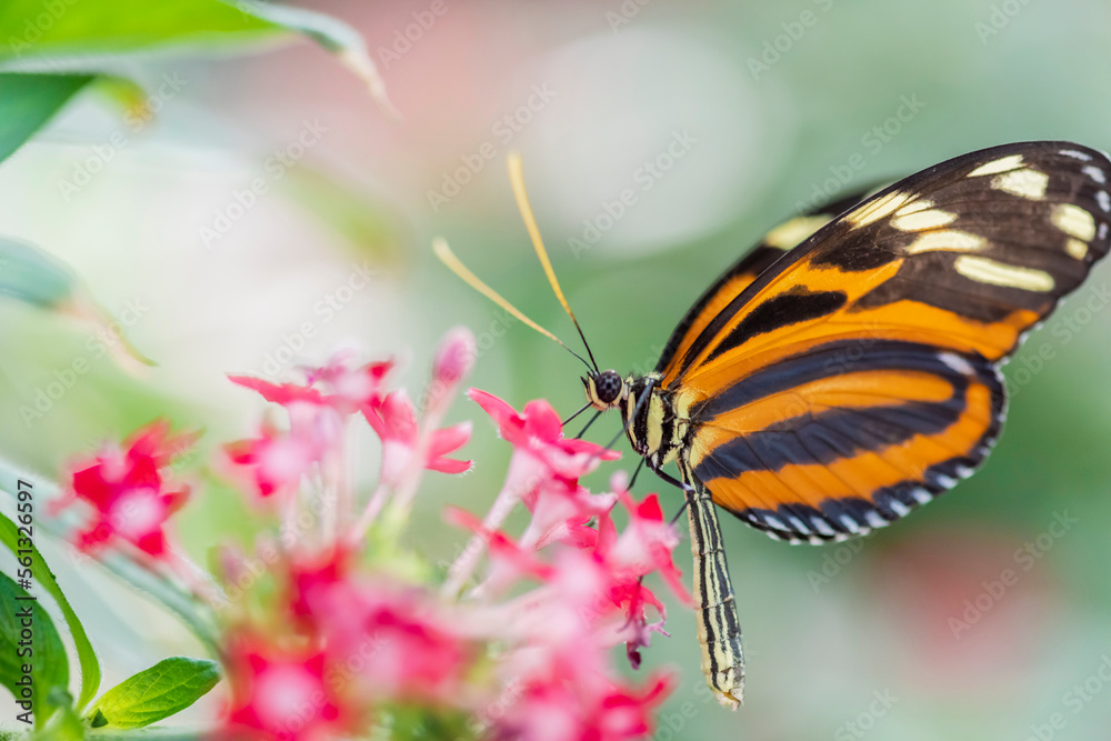 Obraz premium butterfly on a flower