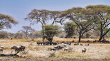 Gnu- und Steppenzebra Herde im Tarangire-Nationalpark in Tansania