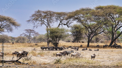 Gnu- und Steppenzebra Herde im Tarangire-Nationalpark in Tansania