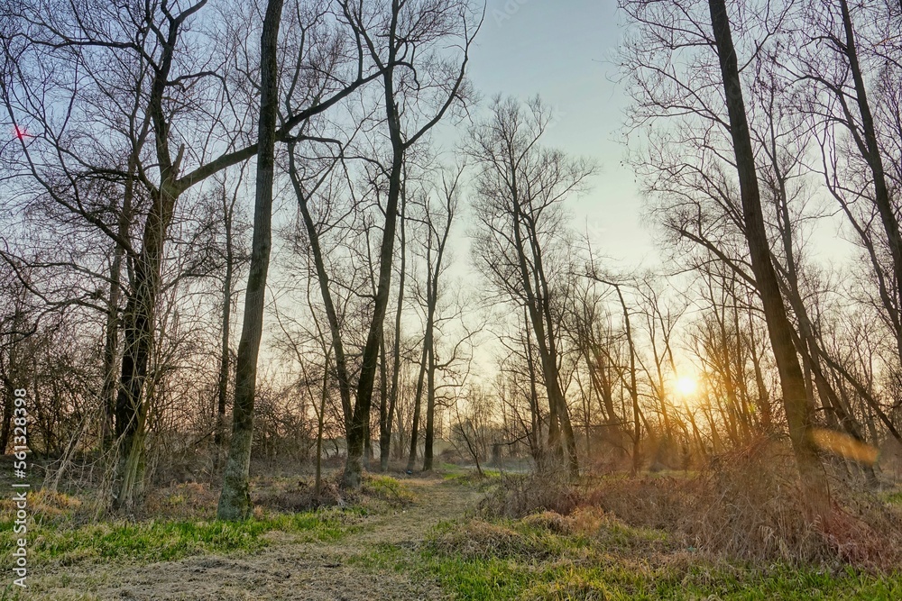 morning in the forest image taken in Padova countryside, veneto , italy morning in the forest image taken in Padova countryside, veneto , italy