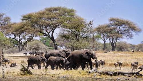 Fototapeta Elefantenherde im Tarangire-Nationalpark in Tansania