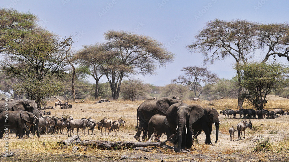 Obraz premium Gnu- und Elefantenherde im Tarangire-Nationalpark in Tansania