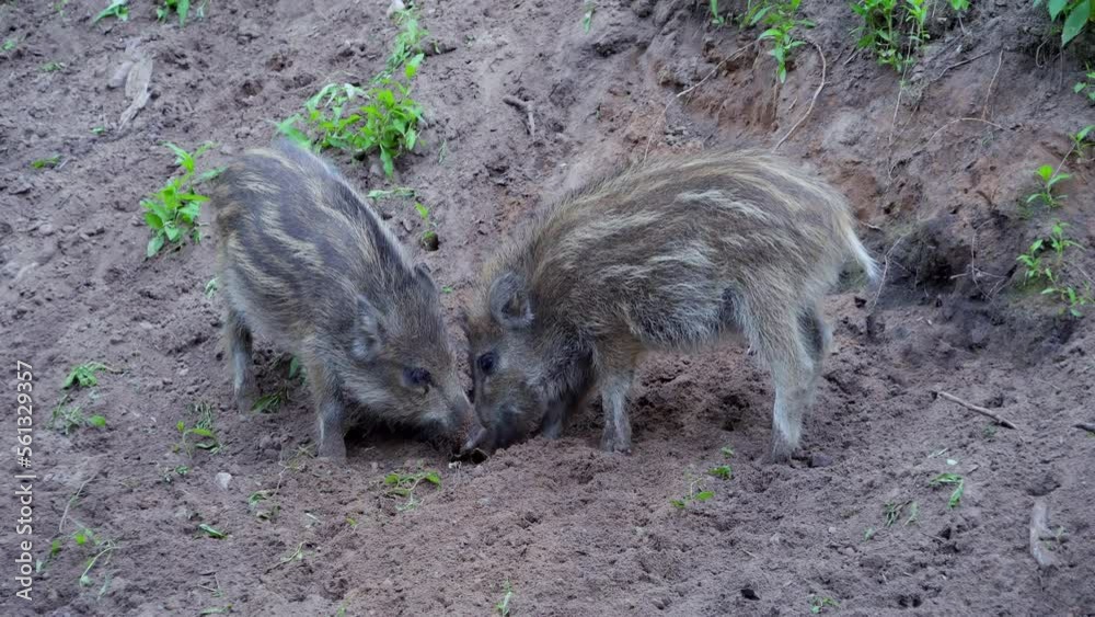 Two wild boar piglets play and fight to determine the hierarchy. Wild boar piglets in summer. European nature. High quality 4k ProRes footage Two wild boar piglets play and fight to determine the hierarchy. Wild boar piglets in summer. European nature. High quality 4k ProRes footage