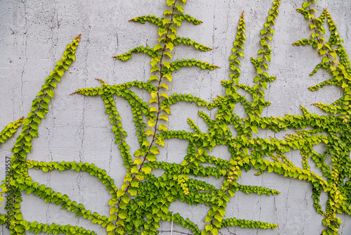 White concrete wall half covered with Parthenocyss tricuspidate Veitchii or Boston ivy, grape ivy, Japanese creeper leaves. Hedera helix, English or European ivy. Plastered wall with decorative grapes