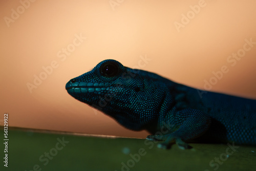 green lizard on a tree