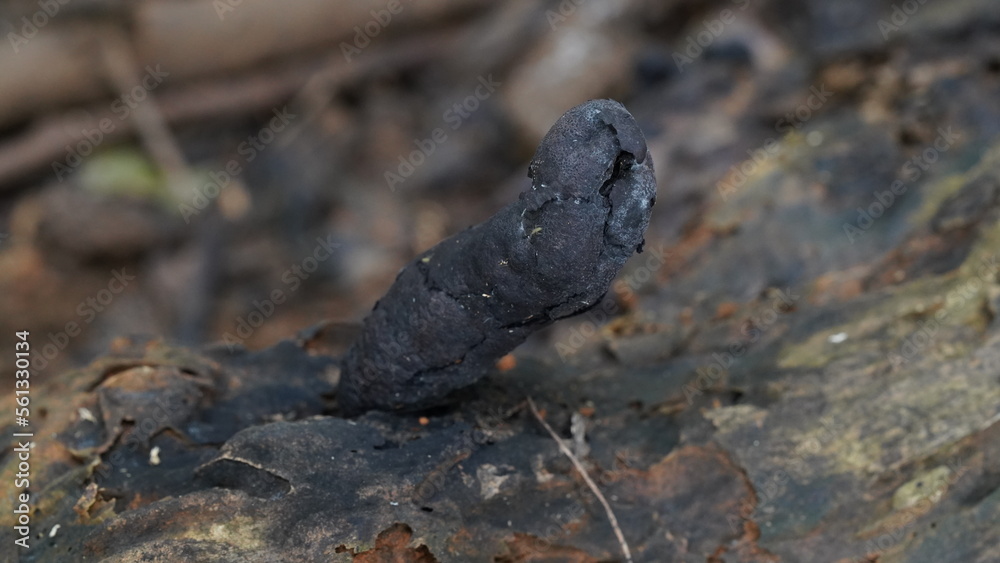 mushroom|dead man's fingers mushroom