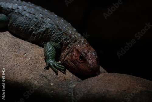 lizard on the rock